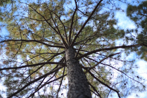Loblolly timber management